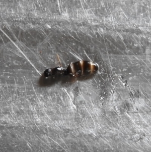 Formicidae (family) at Fadden, ACT - 28 Jan 2018