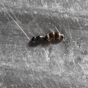 Formicidae (family) at Fadden, ACT - 28 Jan 2018