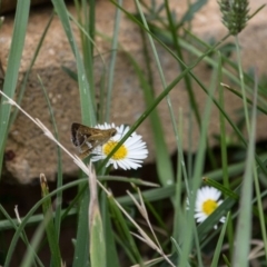 Taractrocera papyria (White-banded Grass-dart) at Murrumbateman, NSW - 28 Jan 2018 by SallyandPeter