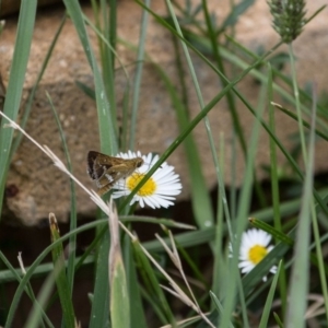 Taractrocera papyria at Murrumbateman, NSW - 28 Jan 2018