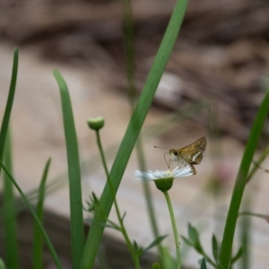 Taractrocera papyria at Murrumbateman, NSW - 28 Jan 2018 10:59 AM