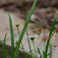 Taractrocera papyria at Murrumbateman, NSW - 28 Jan 2018 10:59 AM