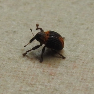 Haplonyx sp. (genus) at Fadden, ACT - 28 Jan 2018