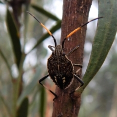 Poecilometis strigatus (Gum Tree Shield Bug) at Point 4376 - 27 Jan 2018 by CathB
