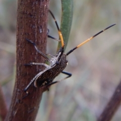 Poecilometis strigatus at Point 4376 - 27 Jan 2018 07:01 AM