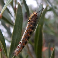 Acyphas semiochrea (Omnivorous Tussock Moth) at Dunlop, ACT - 27 Jan 2018 by CathB