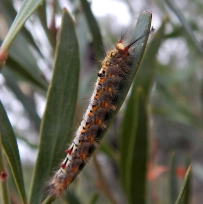 Acyphas semiochrea (Omnivorous Tussock Moth) at Dunlop, ACT - 27 Jan 2018 by CathB