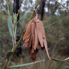 Hyalarcta huebneri (Leafy Case Moth) at Belconnen, ACT - 26 Jan 2018 by CathB