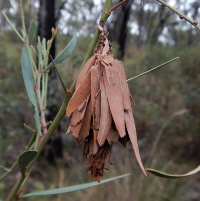 Hyalarcta huebneri (Leafy Case Moth) at Aranda Bushland - 26 Jan 2018 by CathB