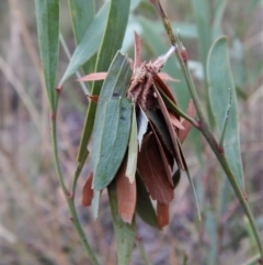 Hyalarcta huebneri at Belconnen, ACT - 27 Jan 2018 06:56 AM