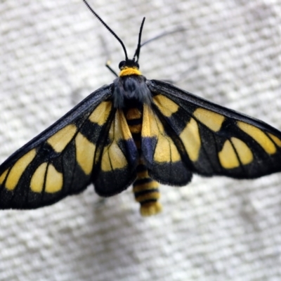 Amata (genus) (Handmaiden Moth) at O'Connor, ACT - 8 Dec 2017 by ibaird