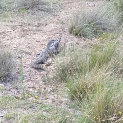 Varanus rosenbergi (Heath or Rosenberg's Monitor) at Namadgi National Park - 28 Jan 2018 by rangerstacey