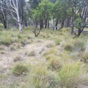 Varanus rosenbergi at Mount Clear, ACT - 28 Jan 2018