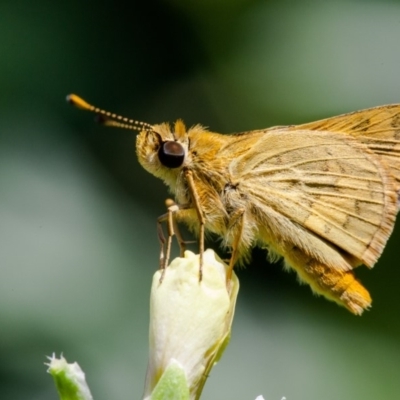 Ocybadistes walkeri (Green Grass-dart) at Murrumbateman, NSW - 28 Jan 2018 by SallyandPeter