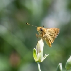 Ocybadistes walkeri at Murrumbateman, NSW - 28 Jan 2018 02:42 PM