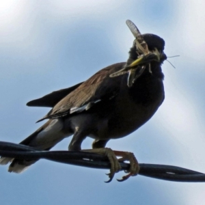 Acridotheres tristis at Macarthur, ACT - 10 Jan 2017 12:00 AM