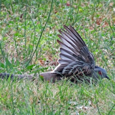 Ocyphaps lophotes (Crested Pigeon) at Macarthur, ACT - 29 Oct 2017 by RodDeb