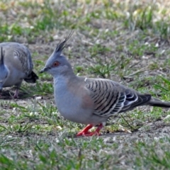 Ocyphaps lophotes at Macarthur, ACT - 29 Oct 2017 12:00 AM