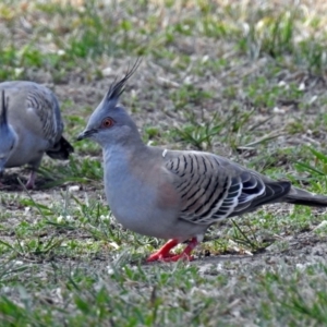 Ocyphaps lophotes at Macarthur, ACT - 29 Oct 2017 12:00 AM