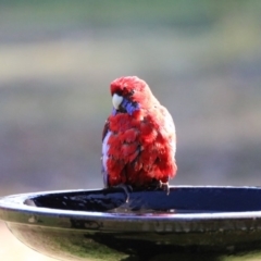 Platycercus elegans at Macarthur, ACT - 21 May 2017