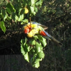 Platycercus eximius (Eastern Rosella) at Macarthur, ACT - 23 Dec 2009 by RodDeb