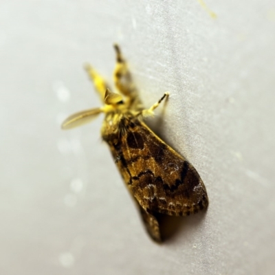 Orgyia anartoides (Painted Apple Moth) at O'Connor, ACT - 24 Jan 2018 by ibaird