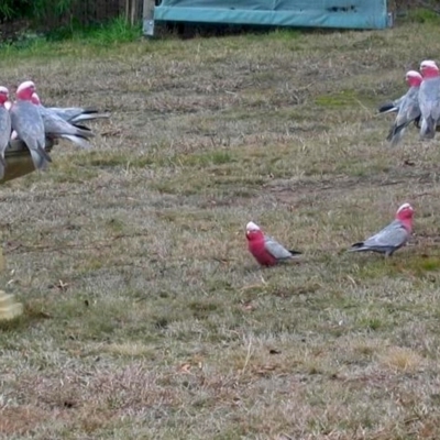 Eolophus roseicapilla (Galah) at Macarthur, ACT - 11 Jul 2008 by RodDeb