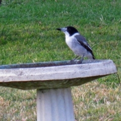 Cracticus torquatus (Grey Butcherbird) at Macarthur, ACT - 26 Mar 2010 by RodDeb