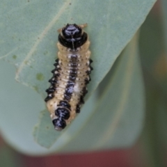 Paropsis atomaria (Eucalyptus leaf beetle) at Paddys River, ACT - 24 Jan 2018 by SWishart