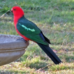 Alisterus scapularis at Macarthur, ACT - 23 May 2017