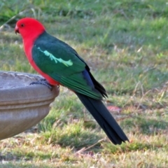 Alisterus scapularis at Macarthur, ACT - 23 May 2017