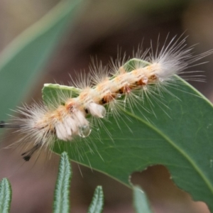 Orgyia anartoides at Paddys River, ACT - 24 Jan 2018 05:20 PM