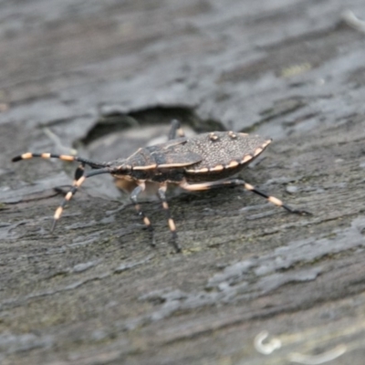 Poecilometis sp. (genus) (A Gum Tree Shield Bug) at Paddys River, ACT - 24 Jan 2018 by SWishart