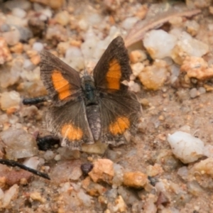 Paralucia aurifera at Paddys River, ACT - 24 Jan 2018