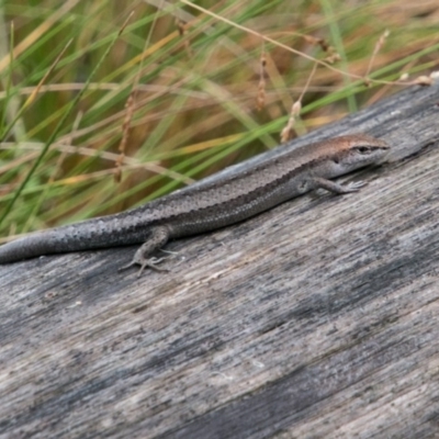 Lampropholis guichenoti (Common Garden Skink) at Paddys River, ACT - 24 Jan 2018 by SWishart