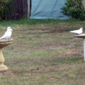 Cacatua sanguinea at Macarthur, ACT - 19 Nov 2008