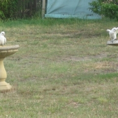 Cacatua sanguinea at Macarthur, ACT - 19 Nov 2008