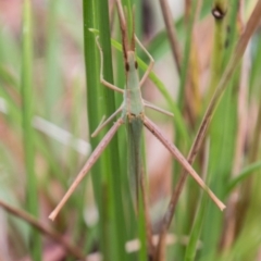 Acrida conica (Giant green slantface) at Tidbinbilla Nature Reserve - 24 Jan 2018 by SWishart