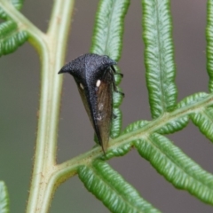 Pogonella minutus (Tiny two-spined treehopper) at Paddys River, ACT - 24 Jan 2018 by SWishart