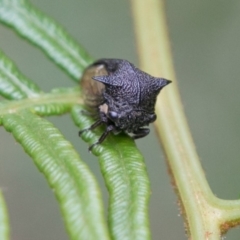 Pogonella minutus at Paddys River, ACT - 24 Jan 2018 04:36 PM