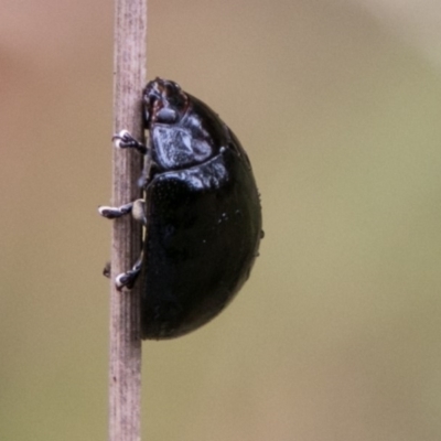 Paropsisterna sp. (genus) (A leaf beetle) at Tidbinbilla Nature Reserve - 24 Jan 2018 by SWishart