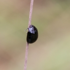 Paropsisterna sp. (genus) at Paddys River, ACT - 24 Jan 2018 04:33 PM