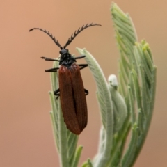 Porrostoma sp. (genus) (Lycid, Net-winged beetle) at Tidbinbilla Nature Reserve - 24 Jan 2018 by SWishart