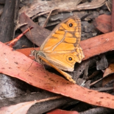 Geitoneura acantha (Ringed Xenica) at Paddys River, ACT - 24 Jan 2018 by SWishart