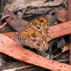 Geitoneura acantha at Paddys River, ACT - 24 Jan 2018