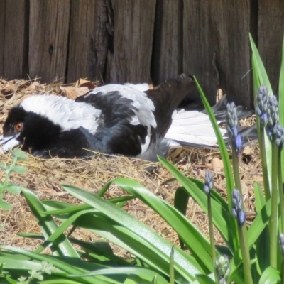 Gymnorhina tibicen (Australian Magpie) at Macarthur, ACT - 27 Sep 2015 by RodDeb