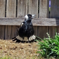 Gymnorhina tibicen at Macarthur, ACT - 27 Sep 2015 11:29 AM