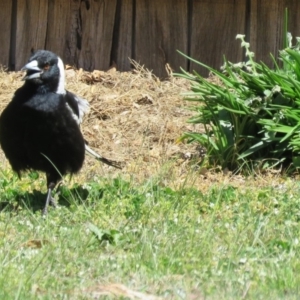 Gymnorhina tibicen at Macarthur, ACT - 27 Sep 2015 11:29 AM