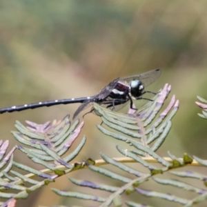 Eusynthemis guttata at Paddys River, ACT - 24 Jan 2018