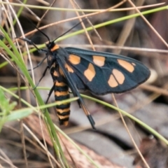 Amata (genus) (Handmaiden Moth) at Paddys River, ACT - 24 Jan 2018 by SWishart